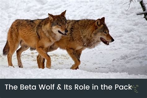 wolf beta - wolf pack ranks